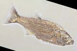 Detailed, Mioplosus Fossil Fish - Uncommon Species #85530-2